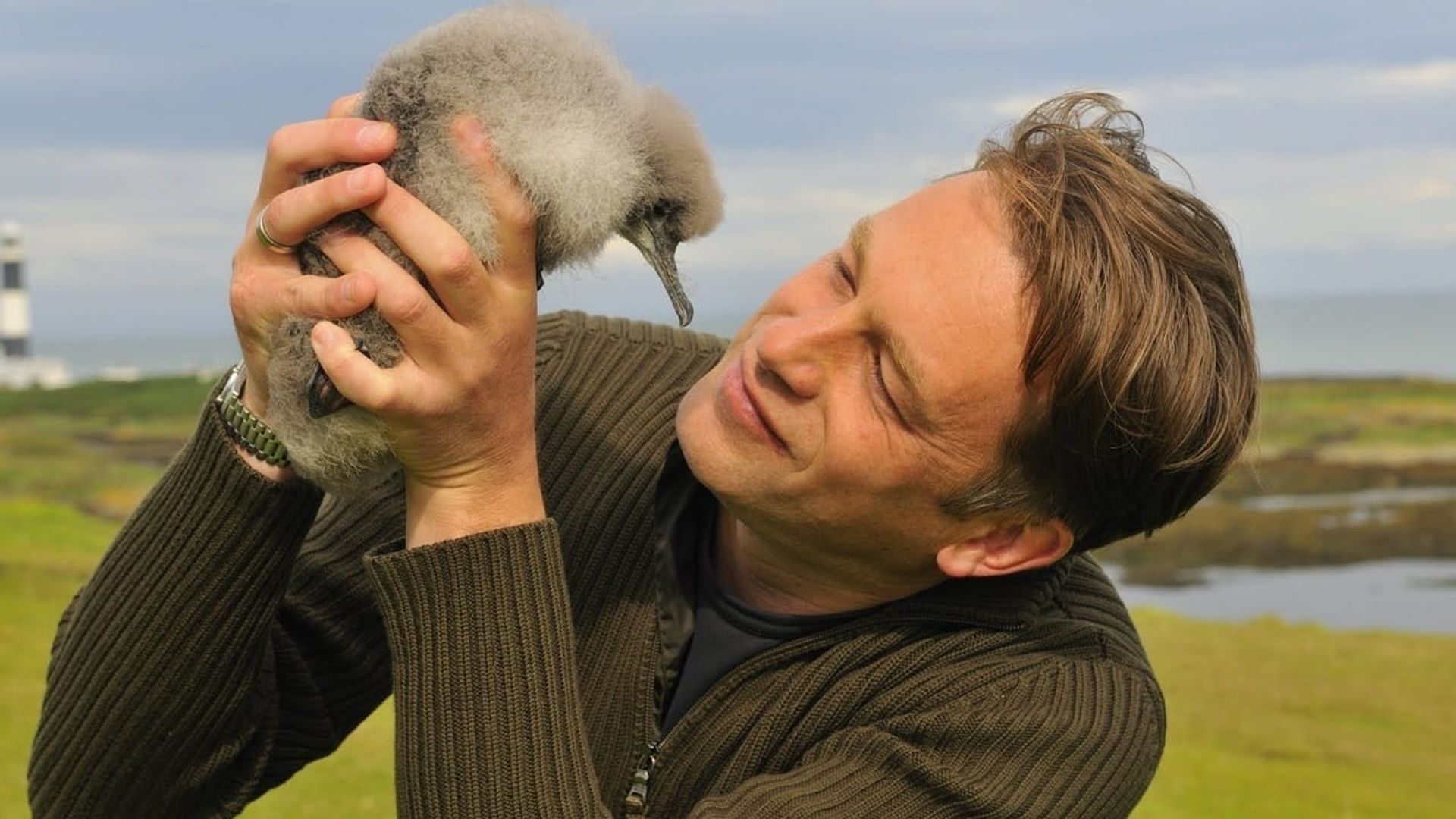 The Animal's Guide to Britain background