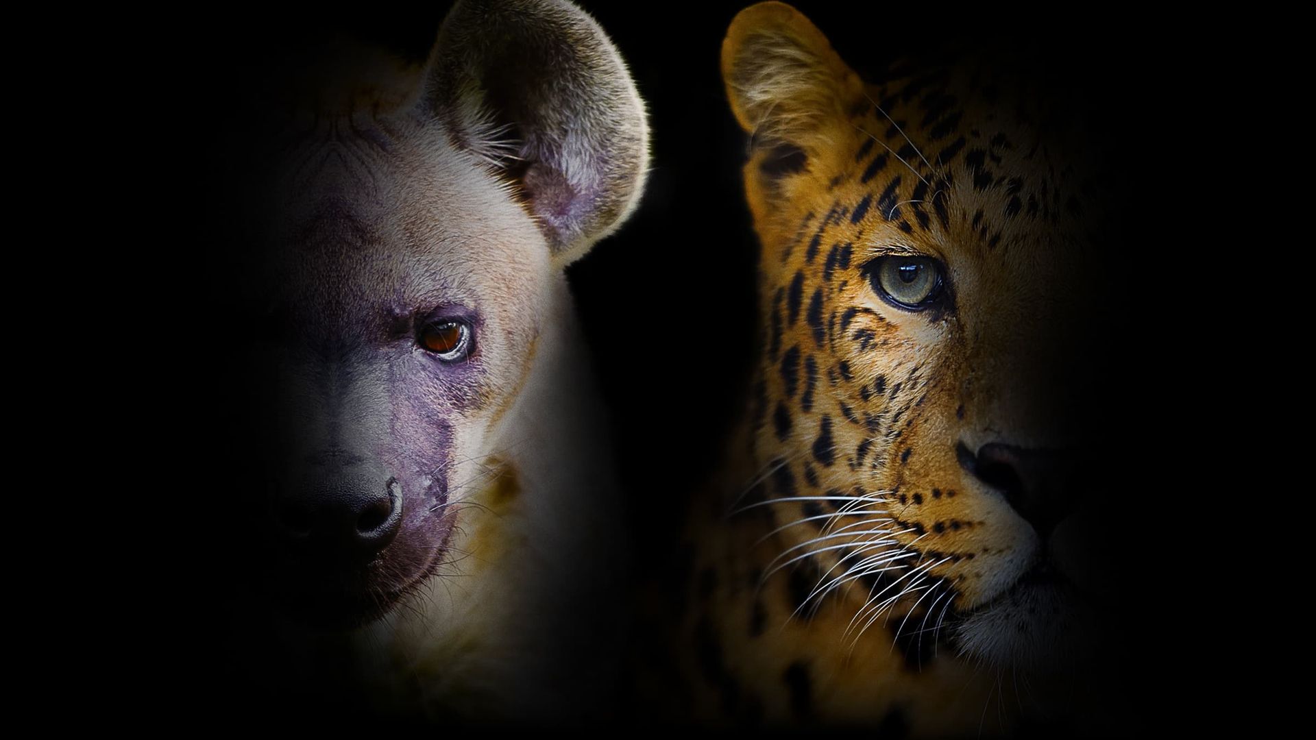 Night Stalkers background