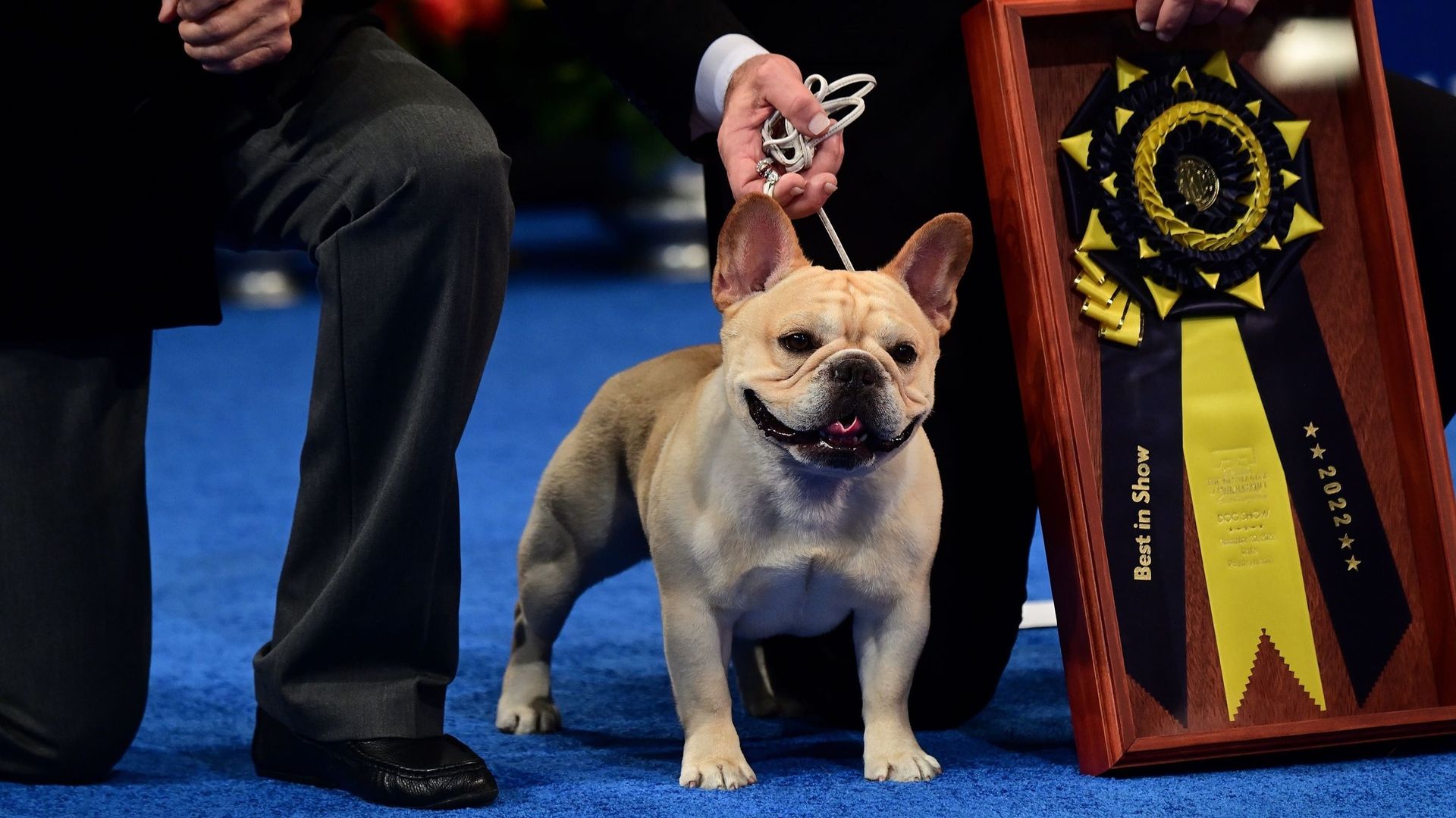The National Dog Show Presented by Purina background