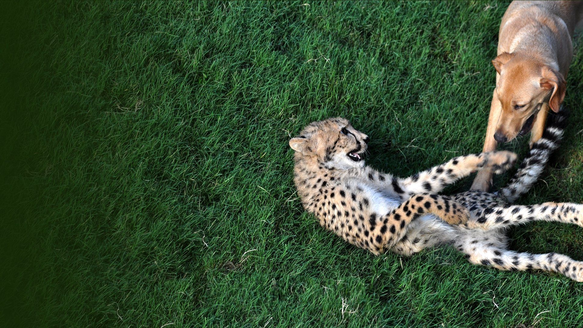 Unlikely Animal Friends background