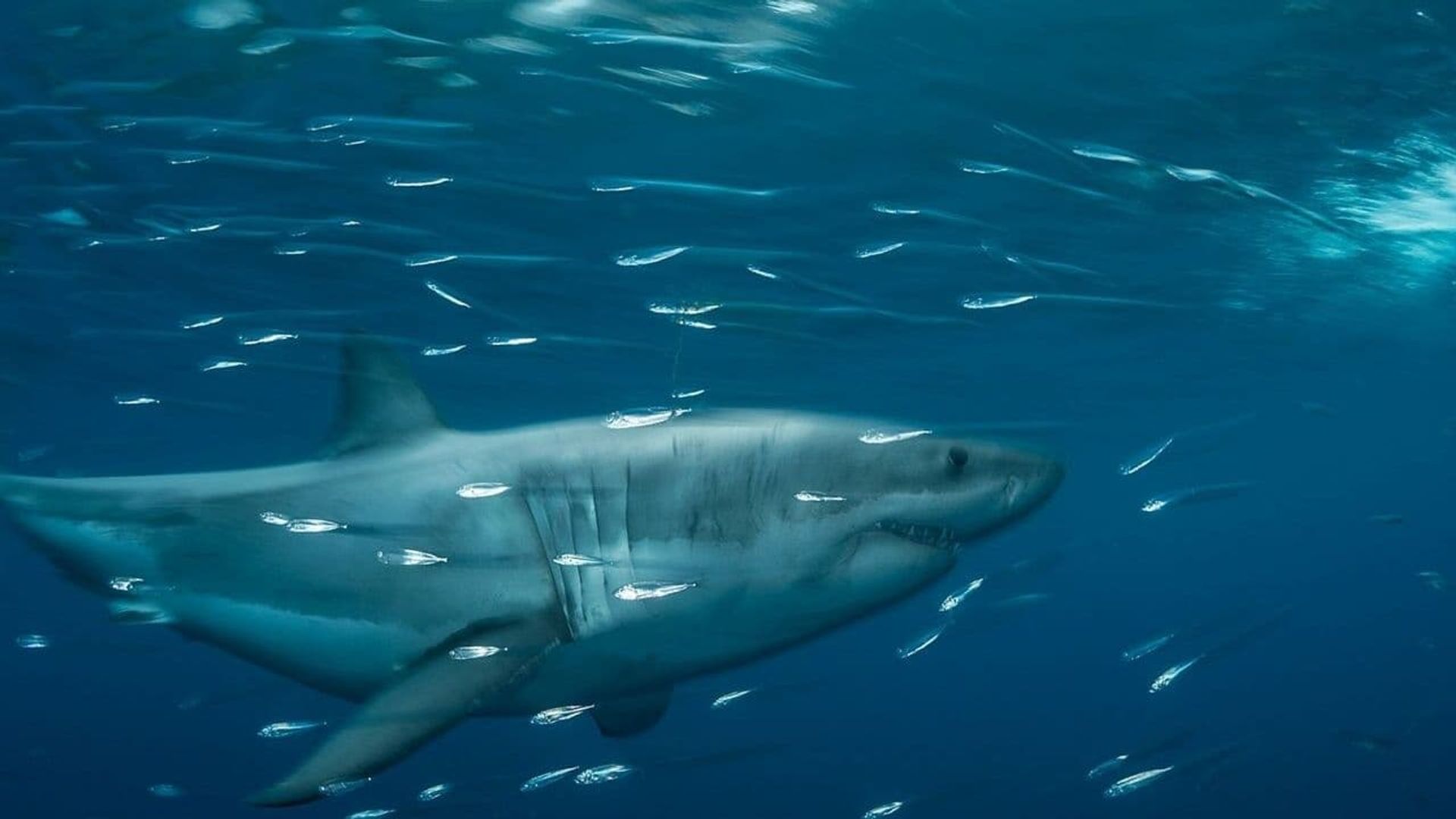 Planet Shark background