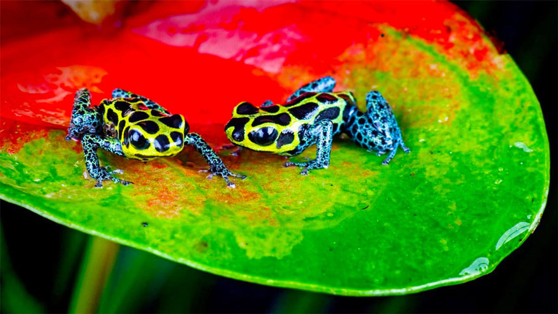Nature's Microworlds background