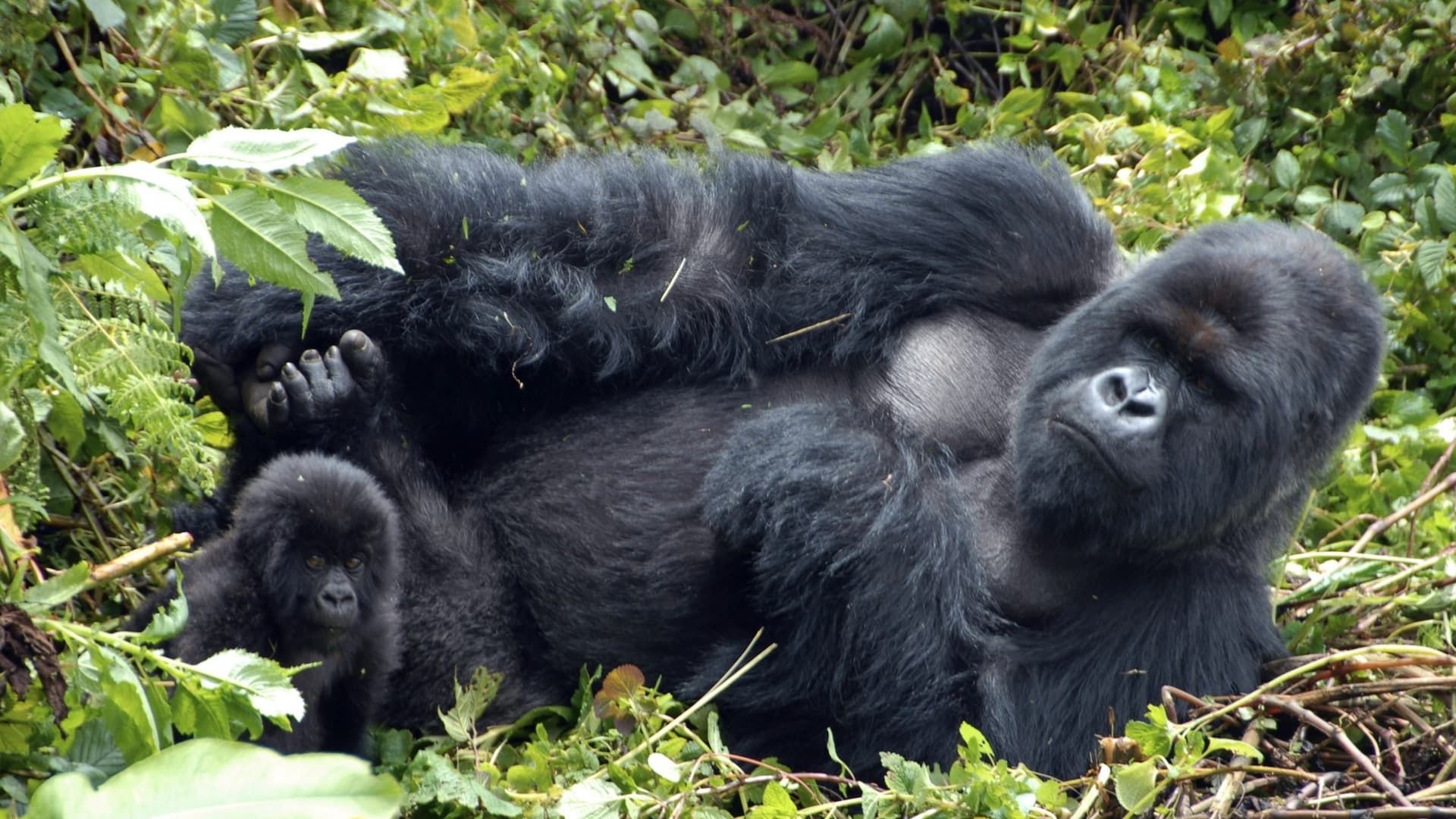 BBC Mountain Gorilla background