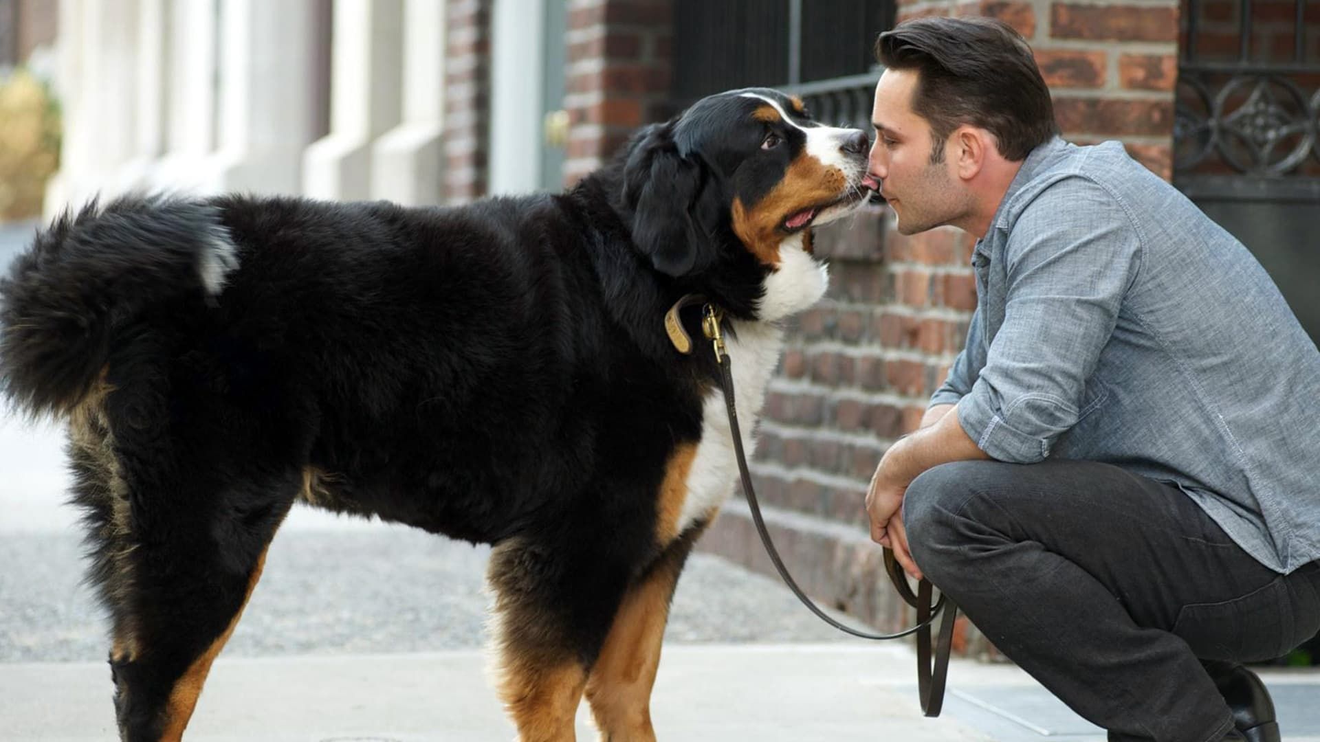 Dogs in the City background