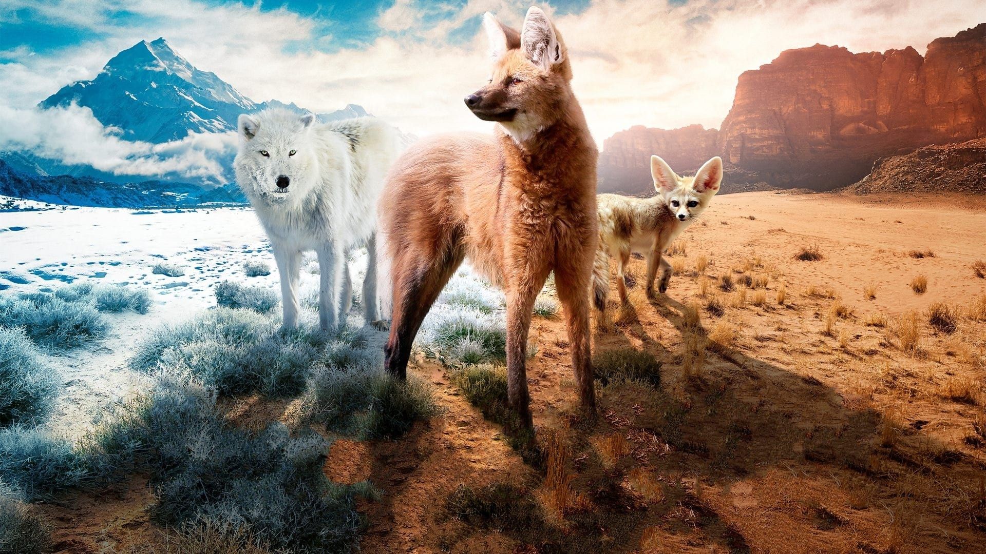 Dogs in the Wild background