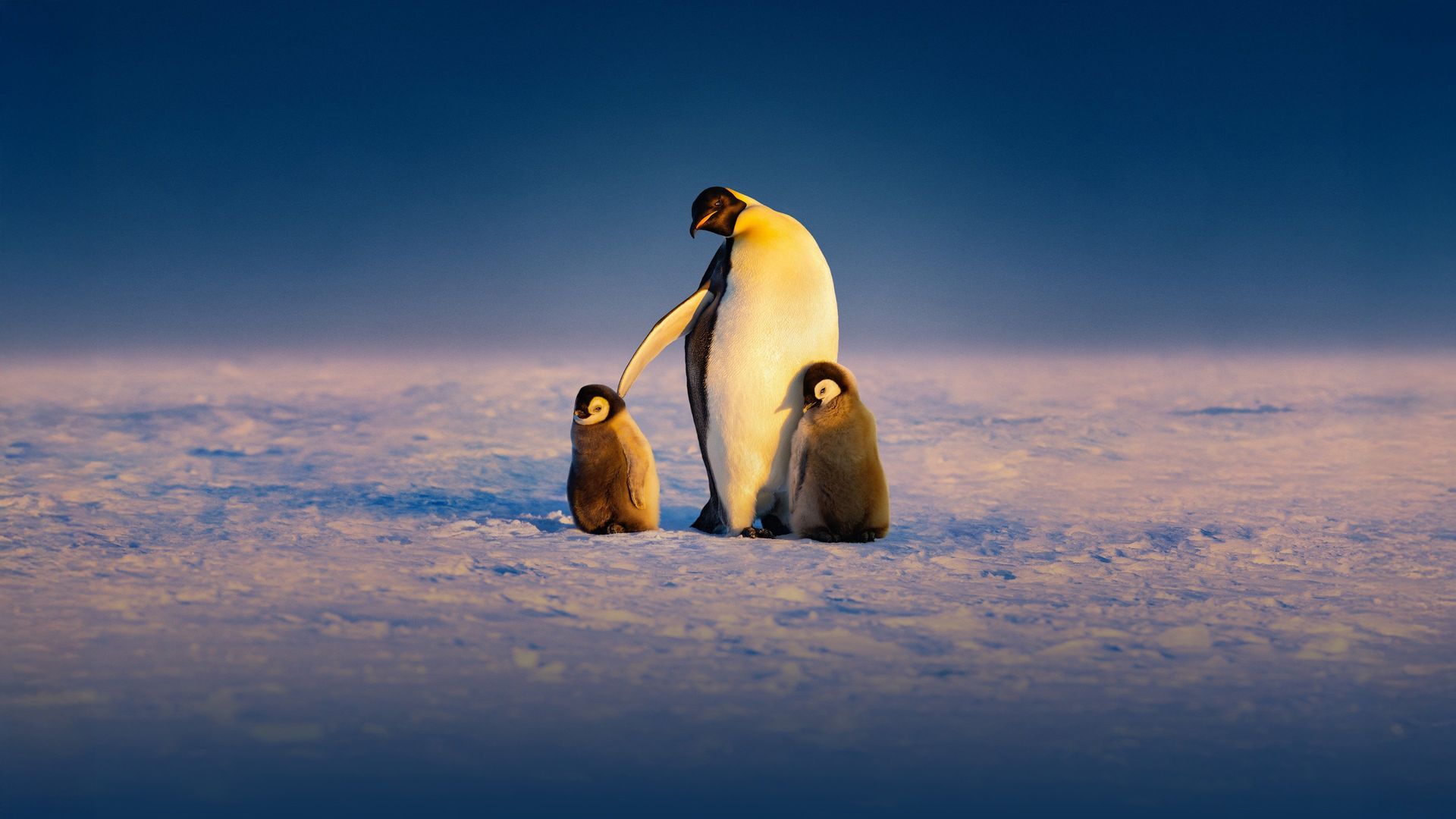 Secrets of the Penguins background