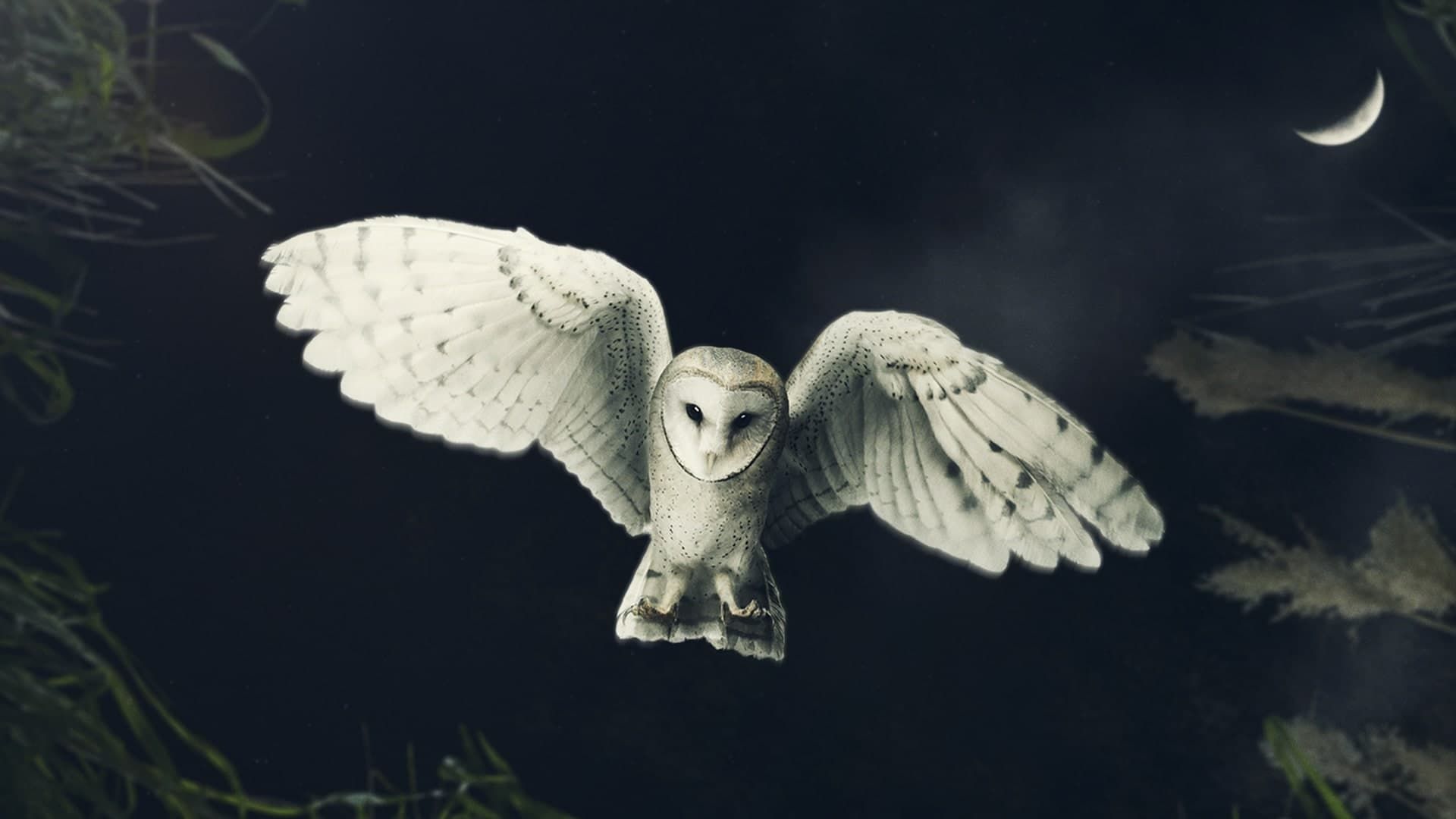 David Attenborough's Conquest of the Skies background