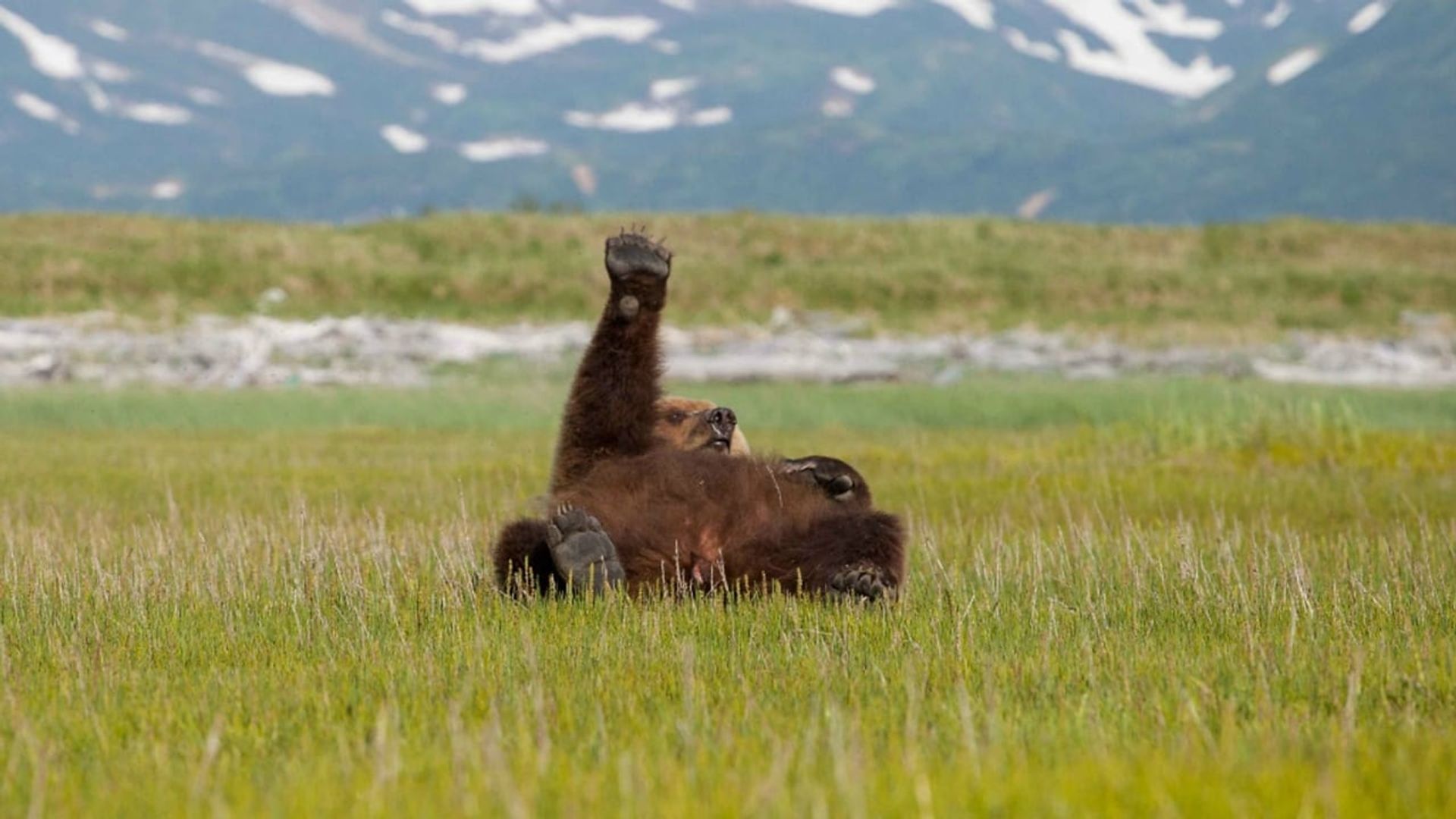 Great Bear Stakeout background