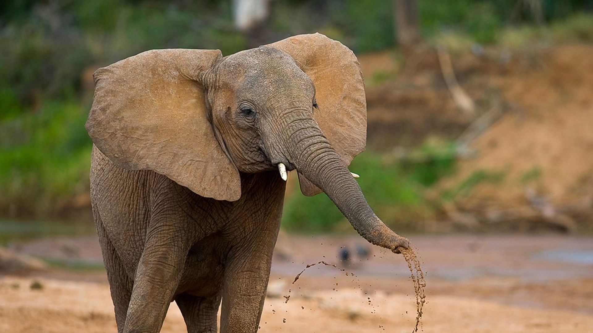 The Secret Life of Elephants background