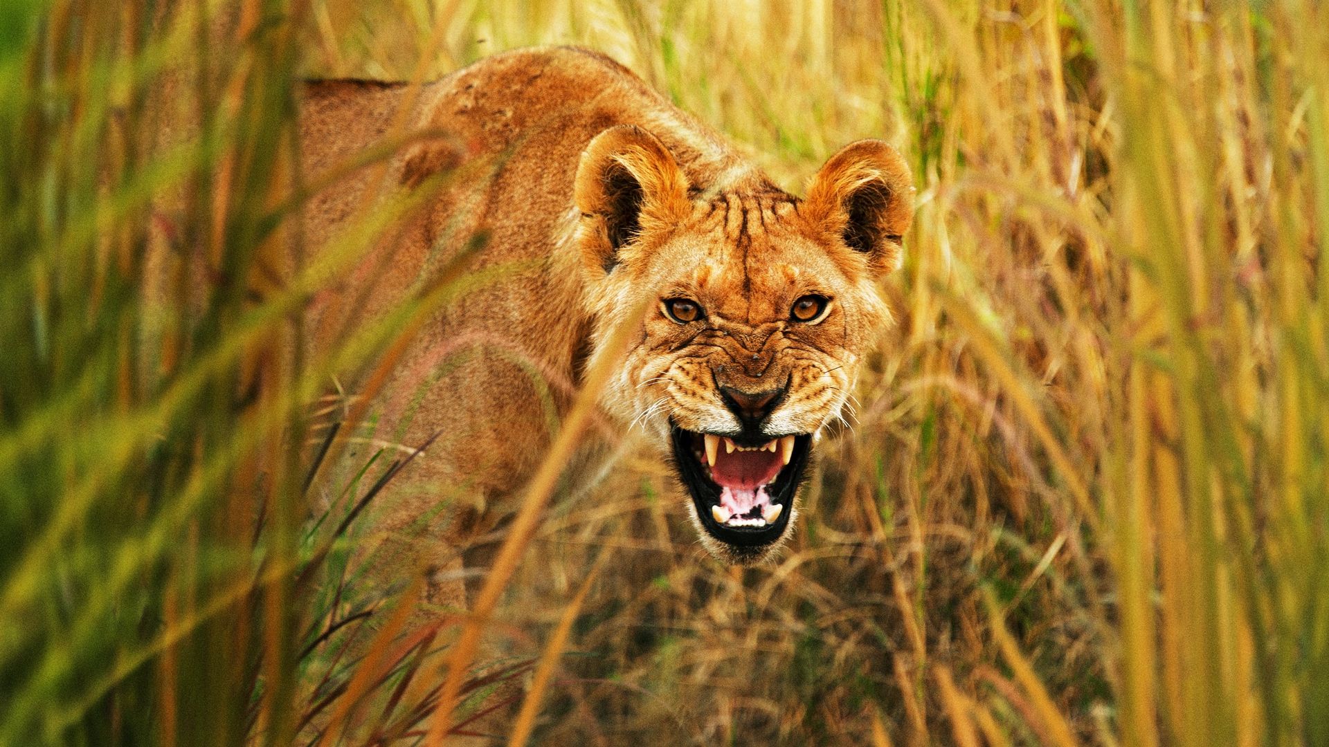 Secret Life of Predators background