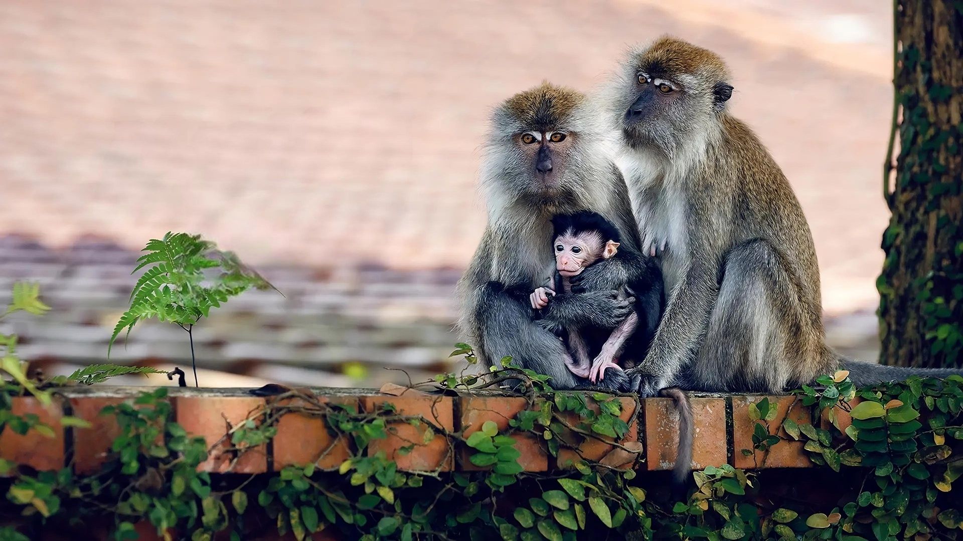 Macaque Island background