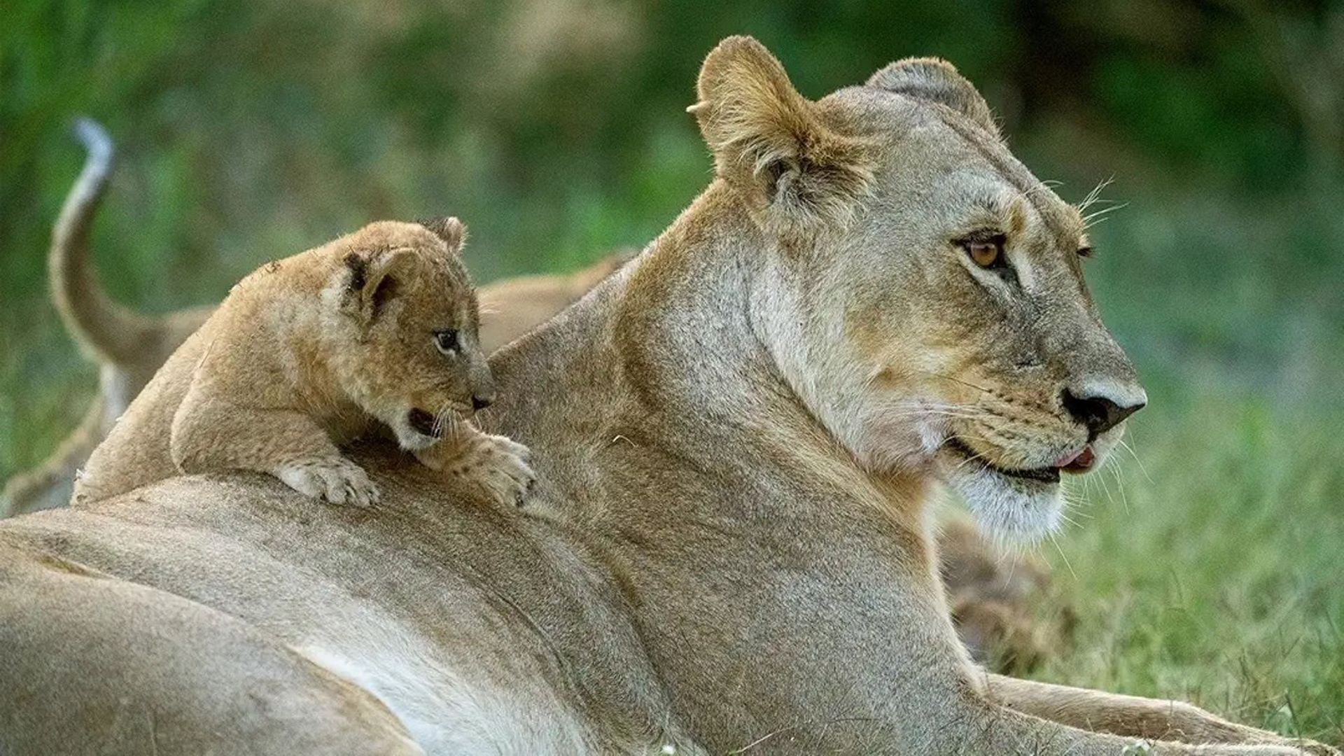 Big Cats, Small World background