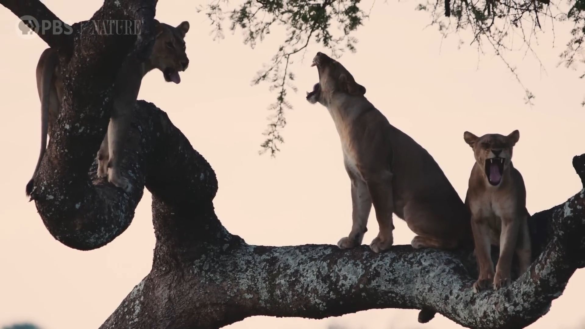 Katavi - Africa's Fallen Paradise background