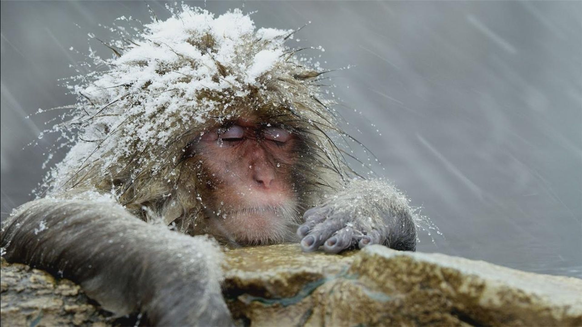 Animals, They're Just Like Us! background