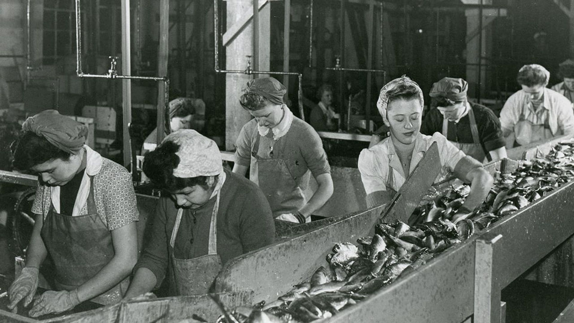 Working People: A History of Labour in British Columbia background