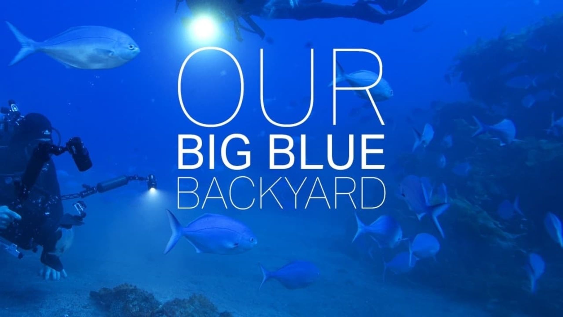 Our Big Blue Backyard background