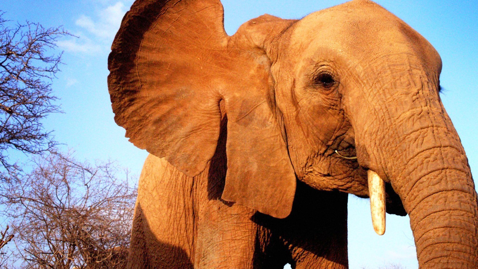 Elephant Diaries background