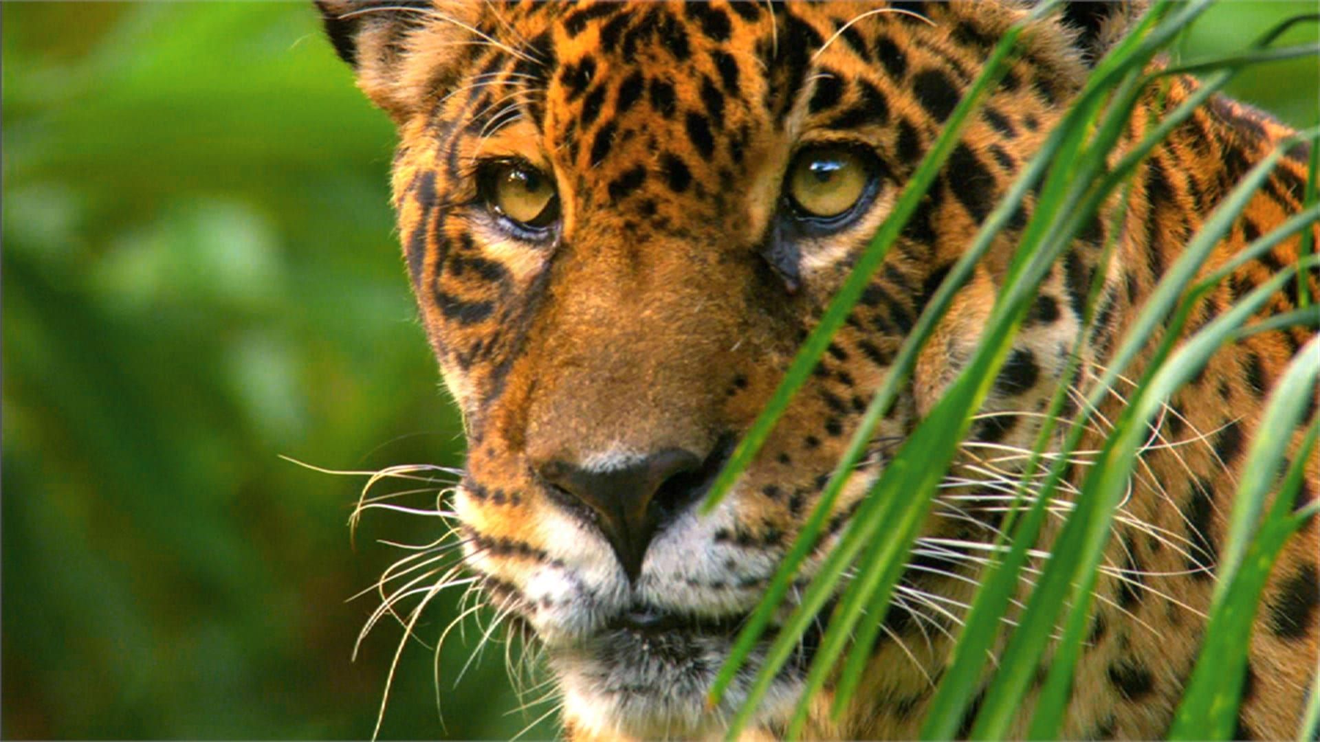 Wild Amazon: Savage Realm background