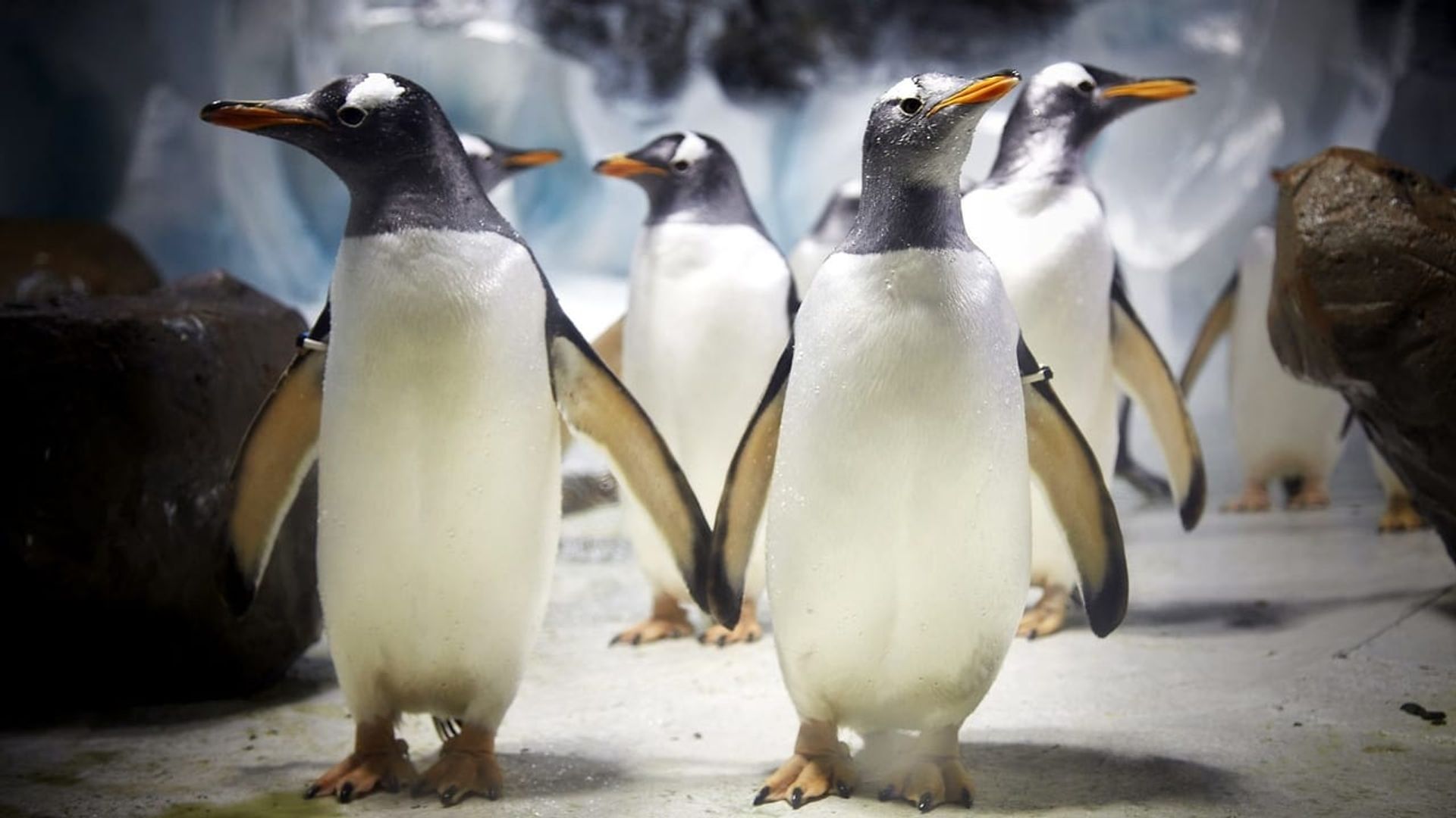 Penguins on a Plane: Great Animal Moves background