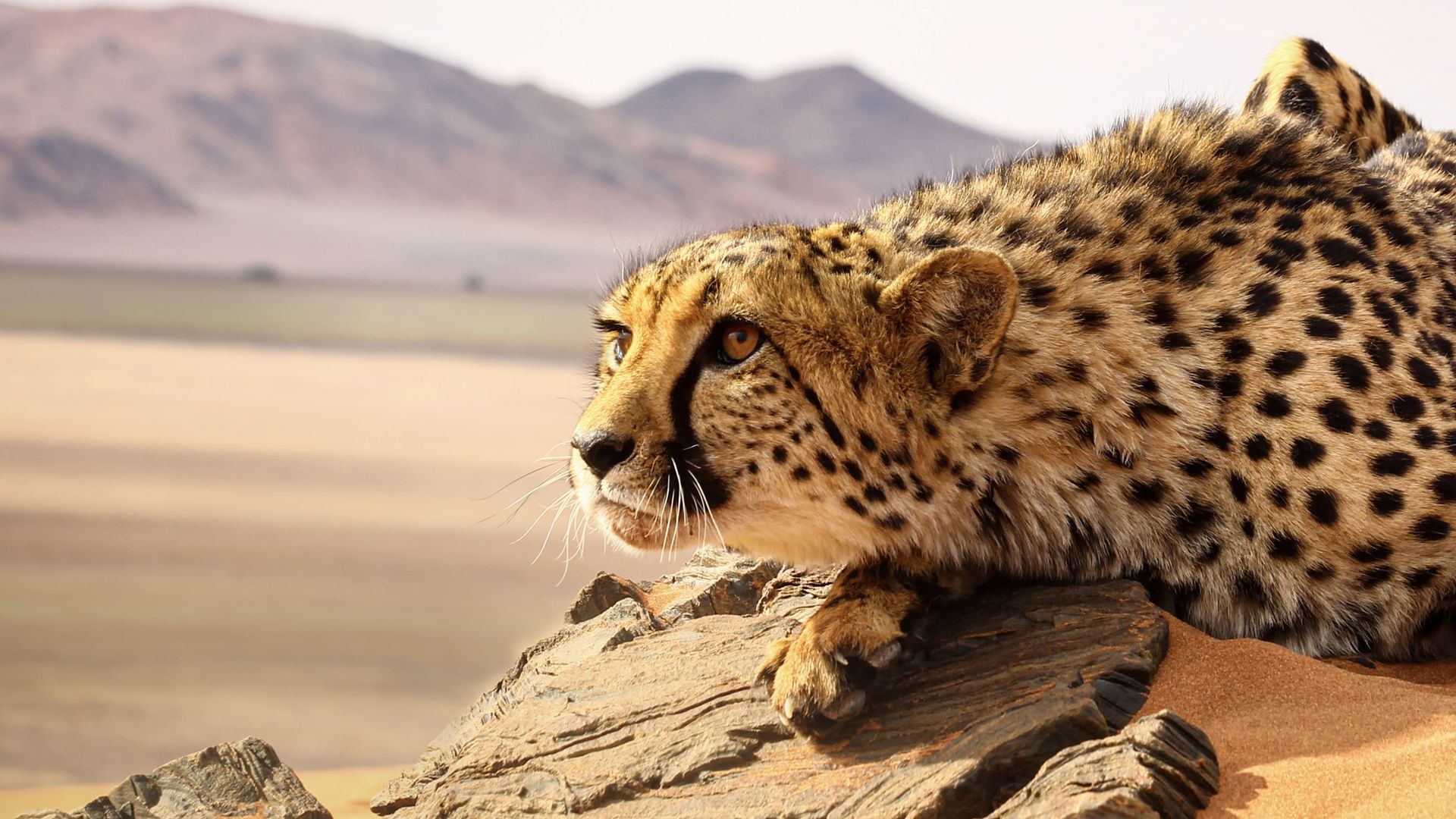 Cats: An Amazing Animal Family background