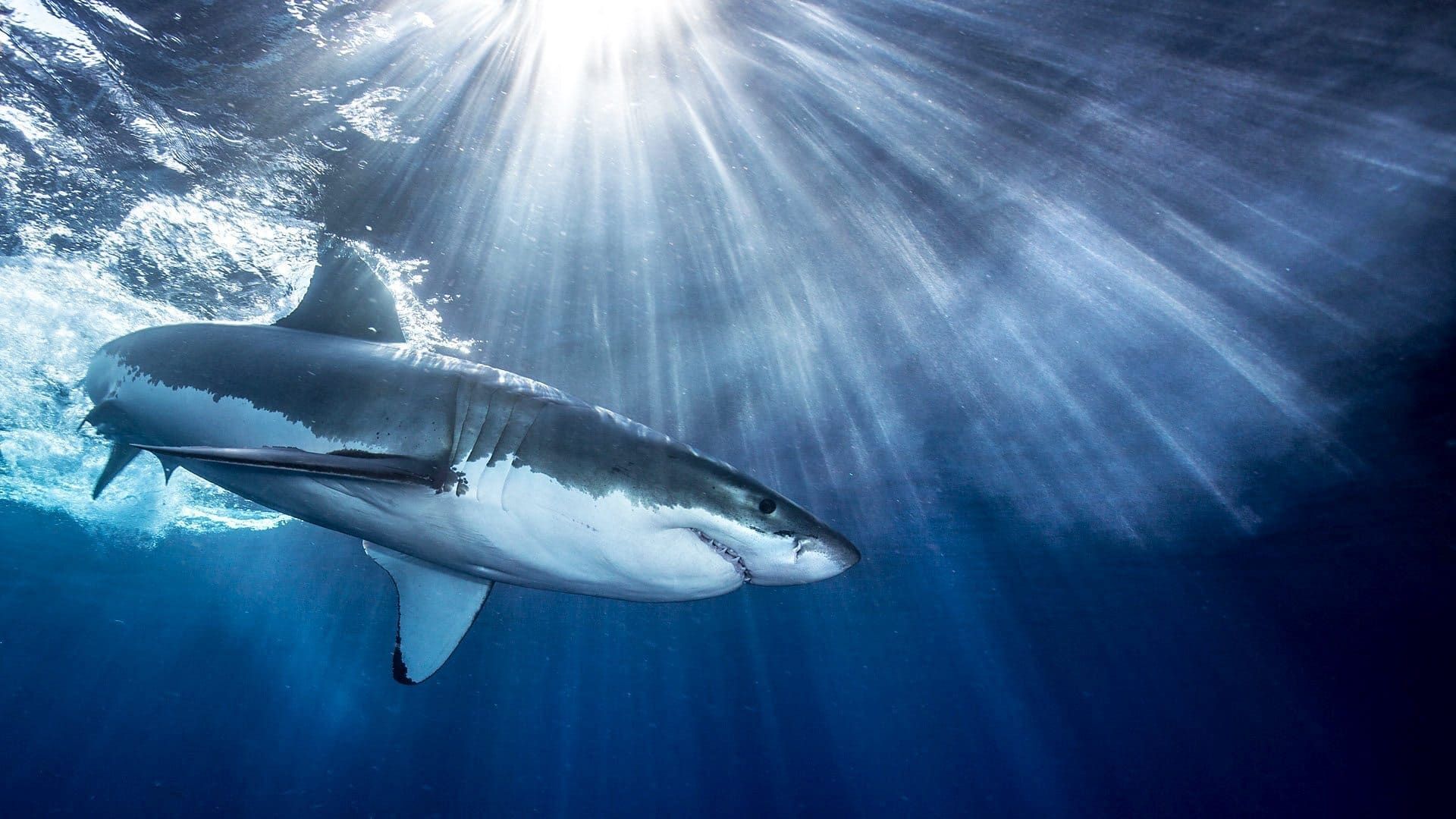 Shark background