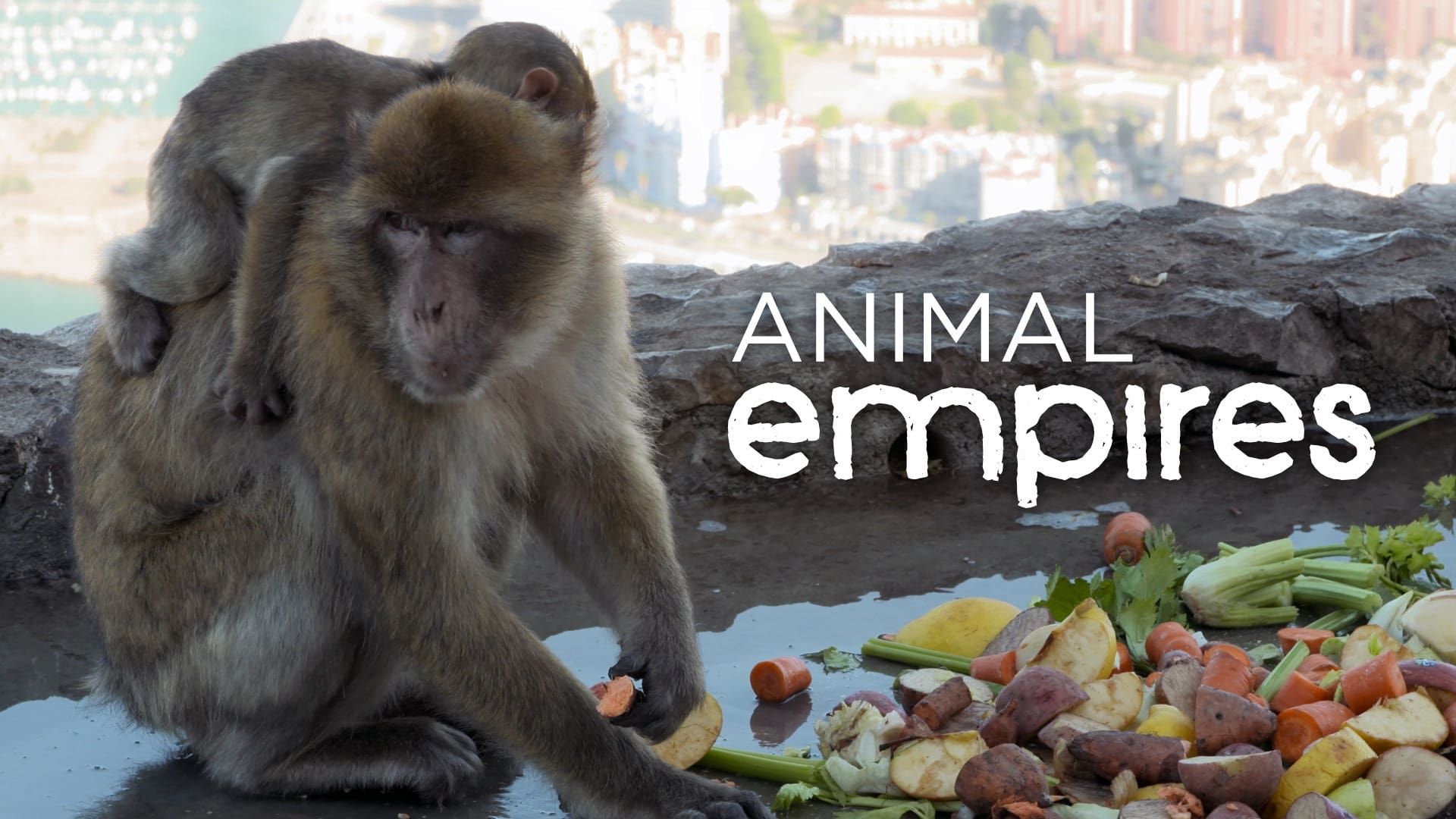 Animal Empire background
