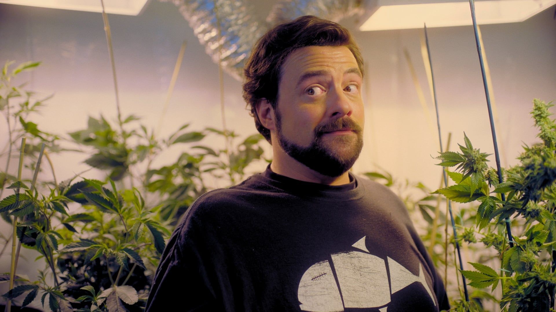 Hollyweed background