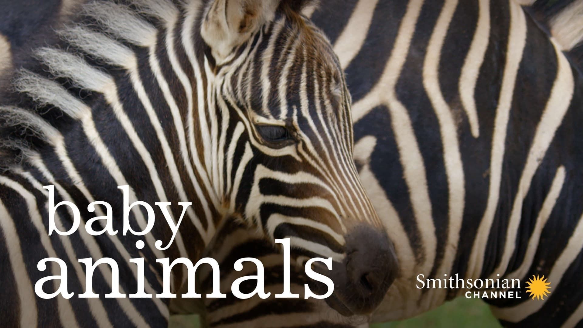 Baby Animals background