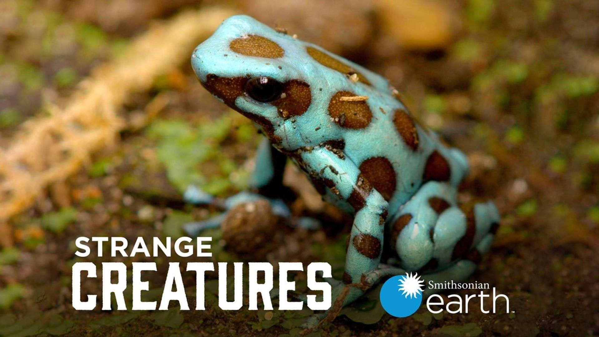 Strange Creatures background
