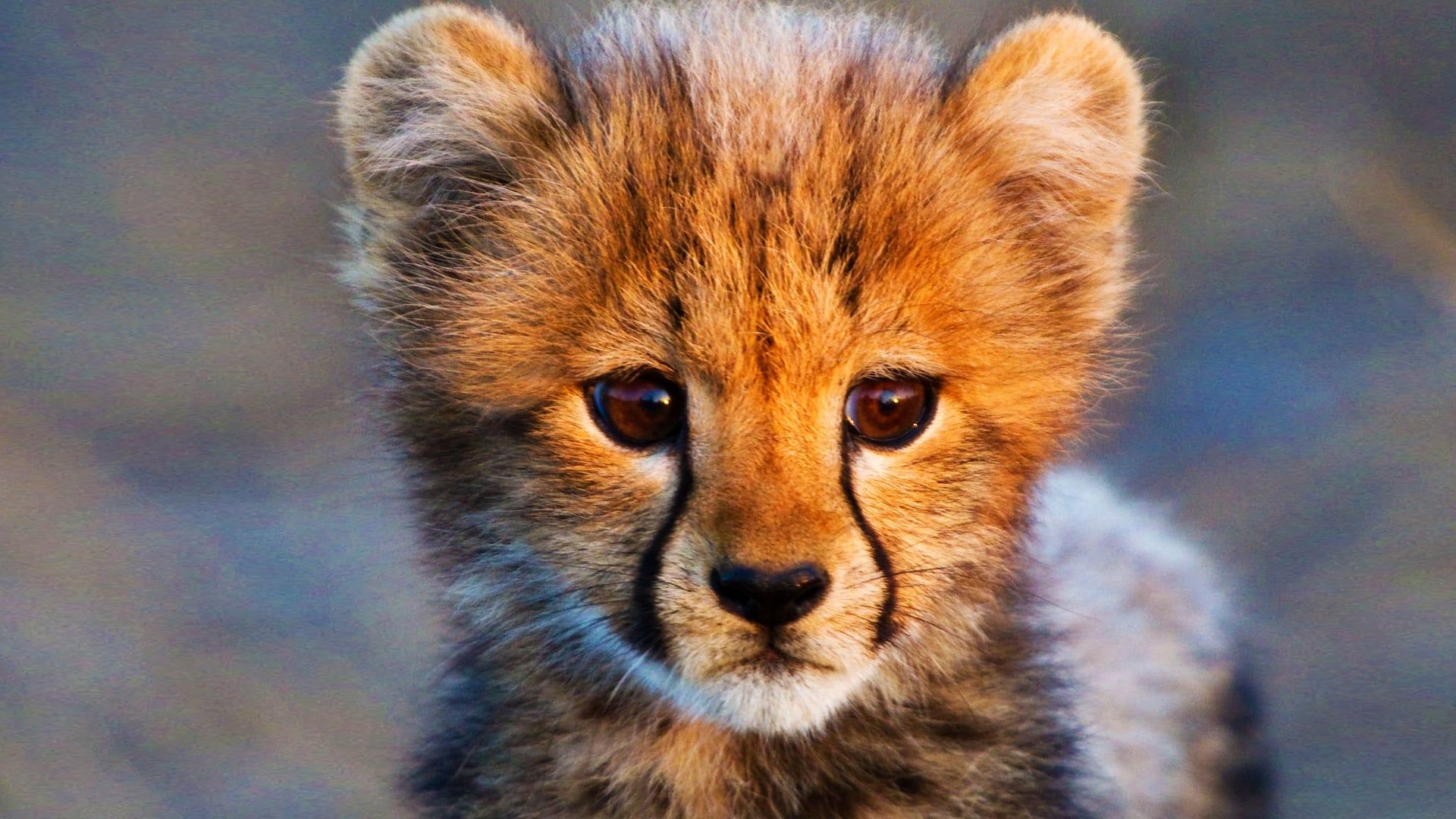 Animal Babies background