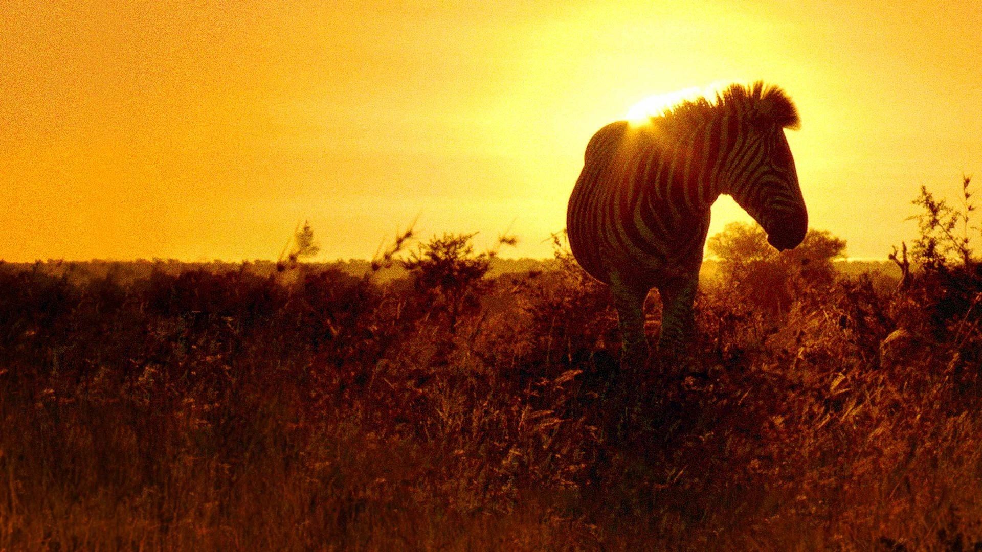 Africa's Wild Havens background