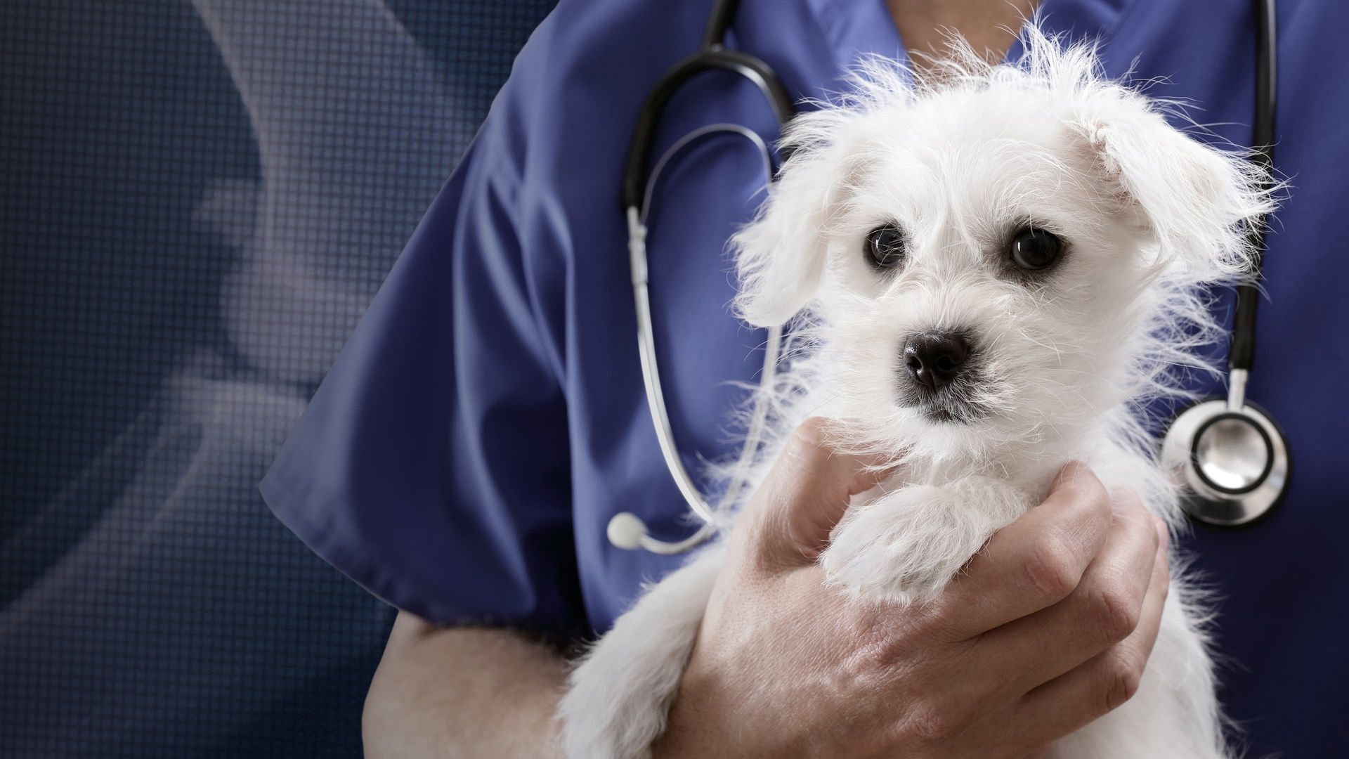 Trust Me, I'm a Vet background