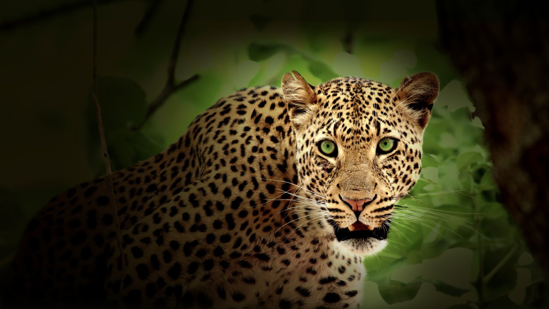 Africa's Hunters background