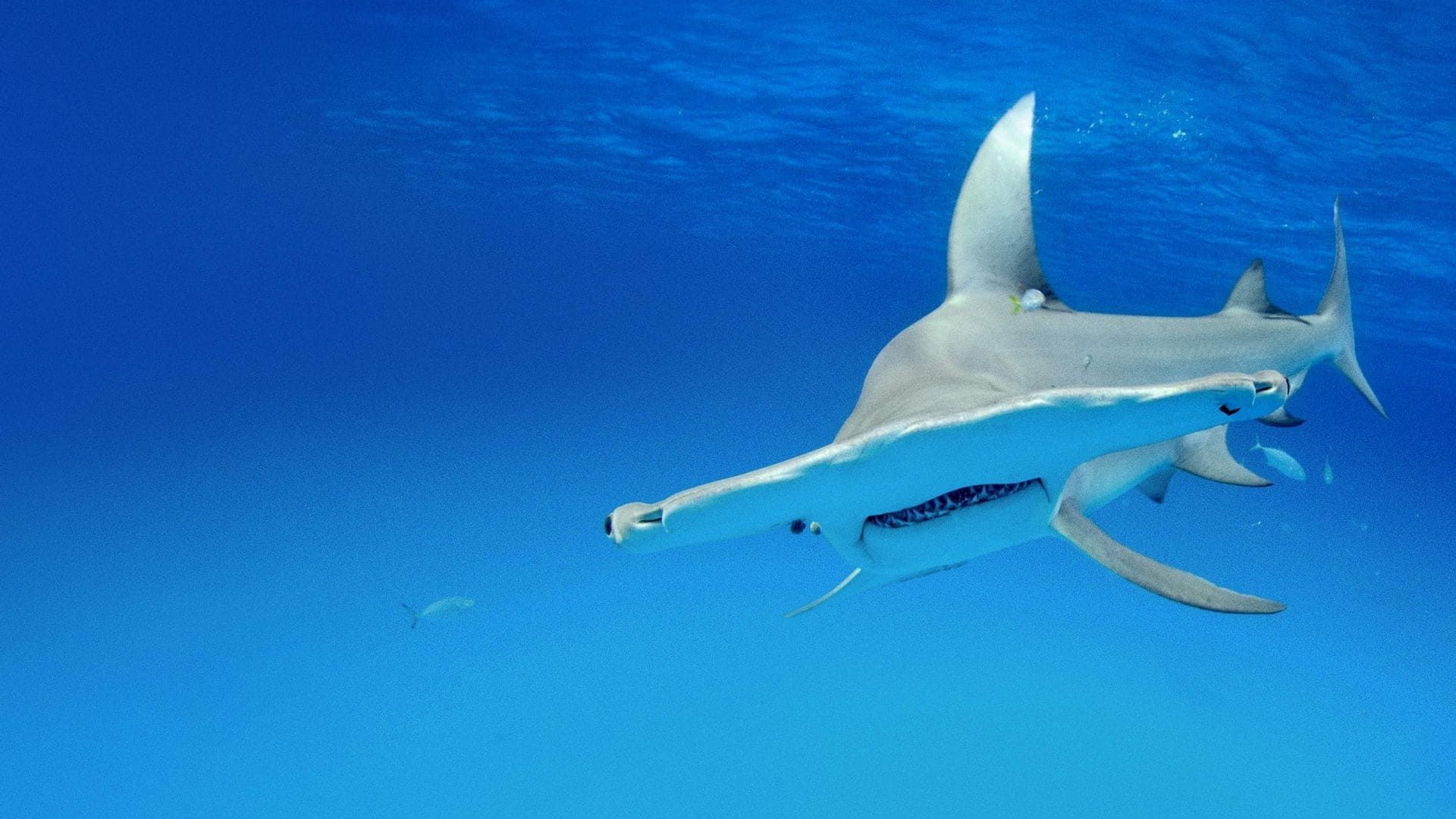 Shark Squad background