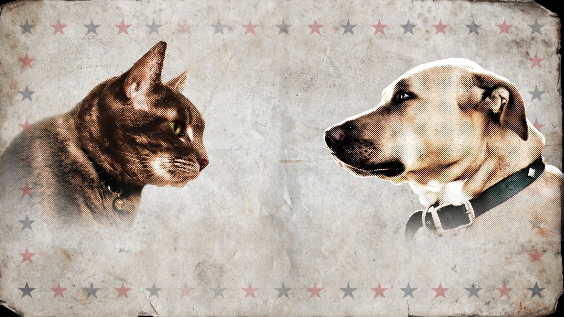 Cat Vs. Dog background