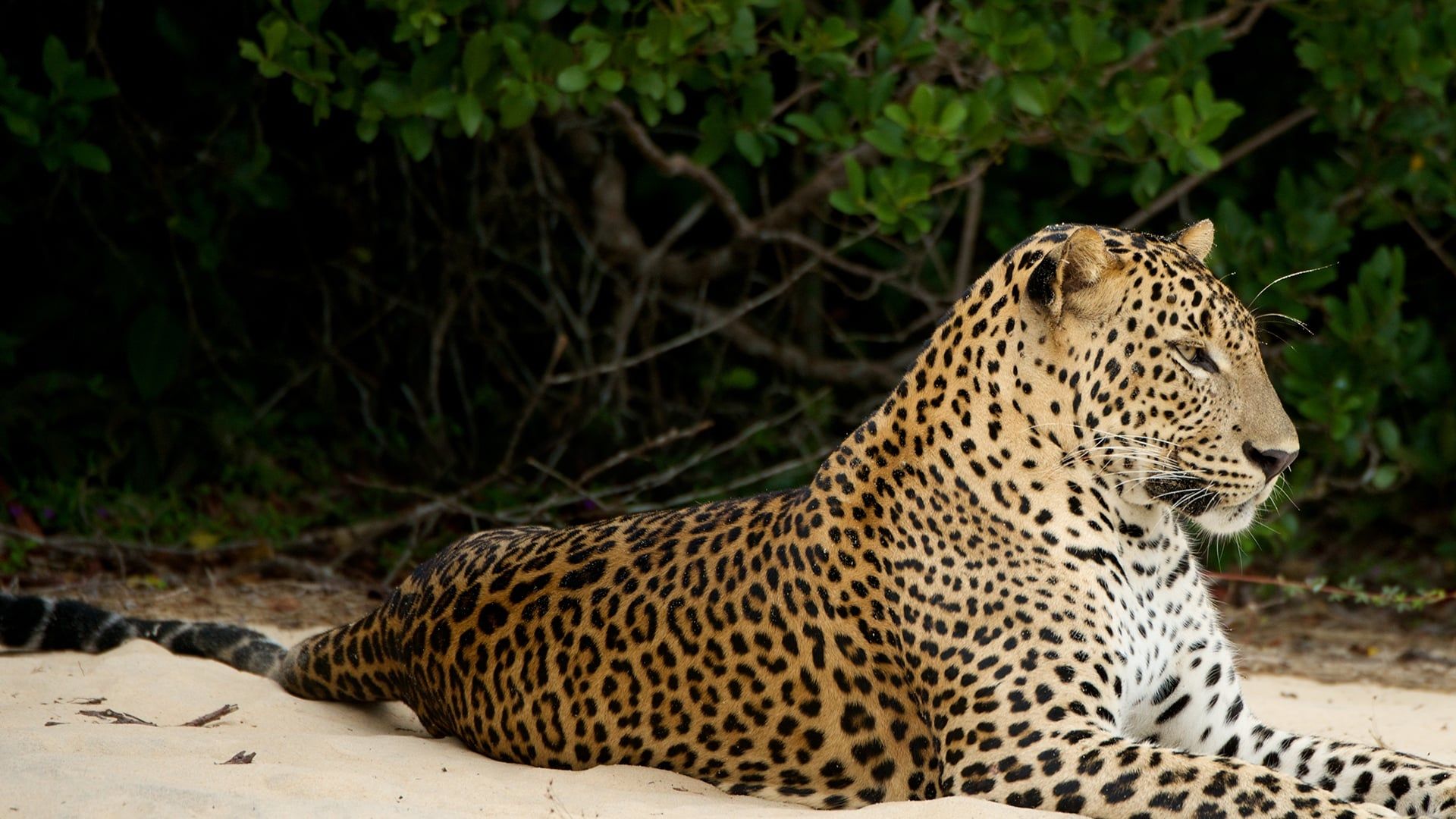 Wild Sri Lanka background