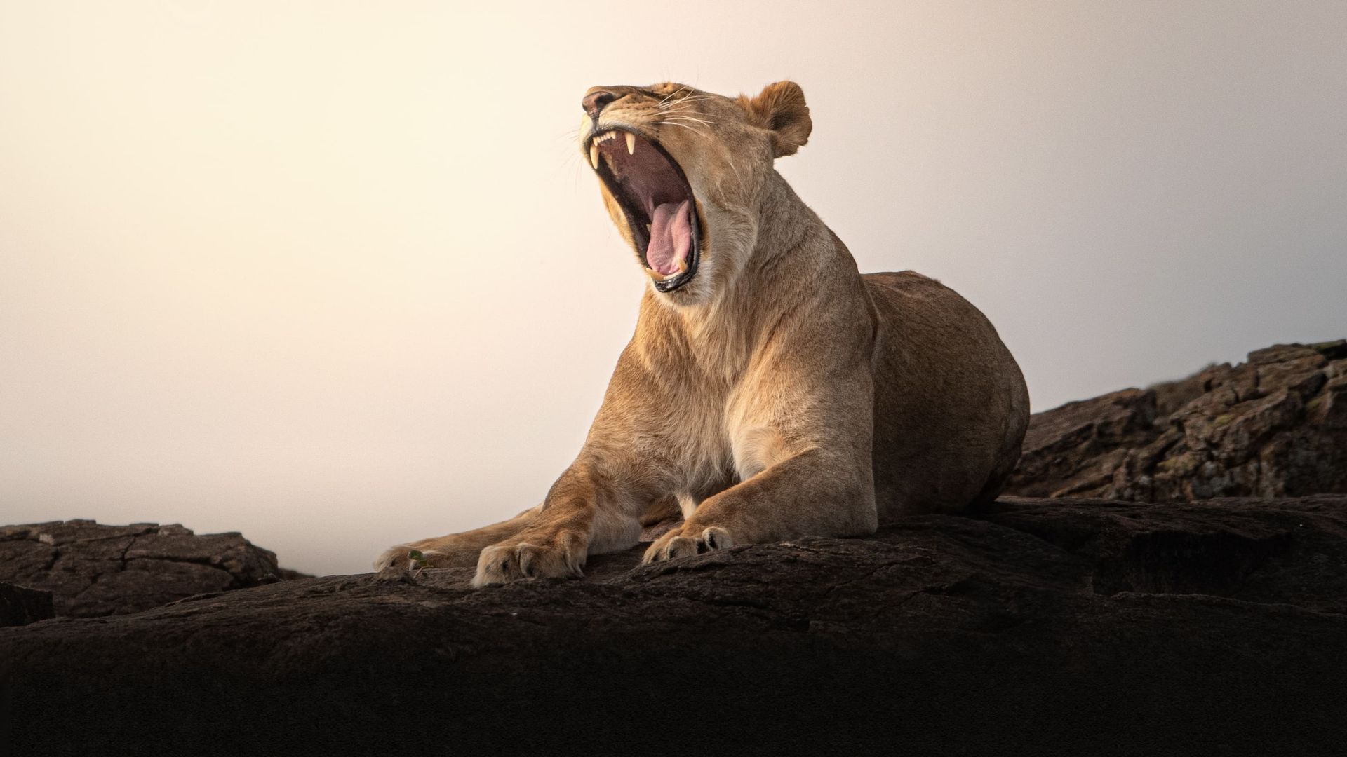 Lion Kingdom background