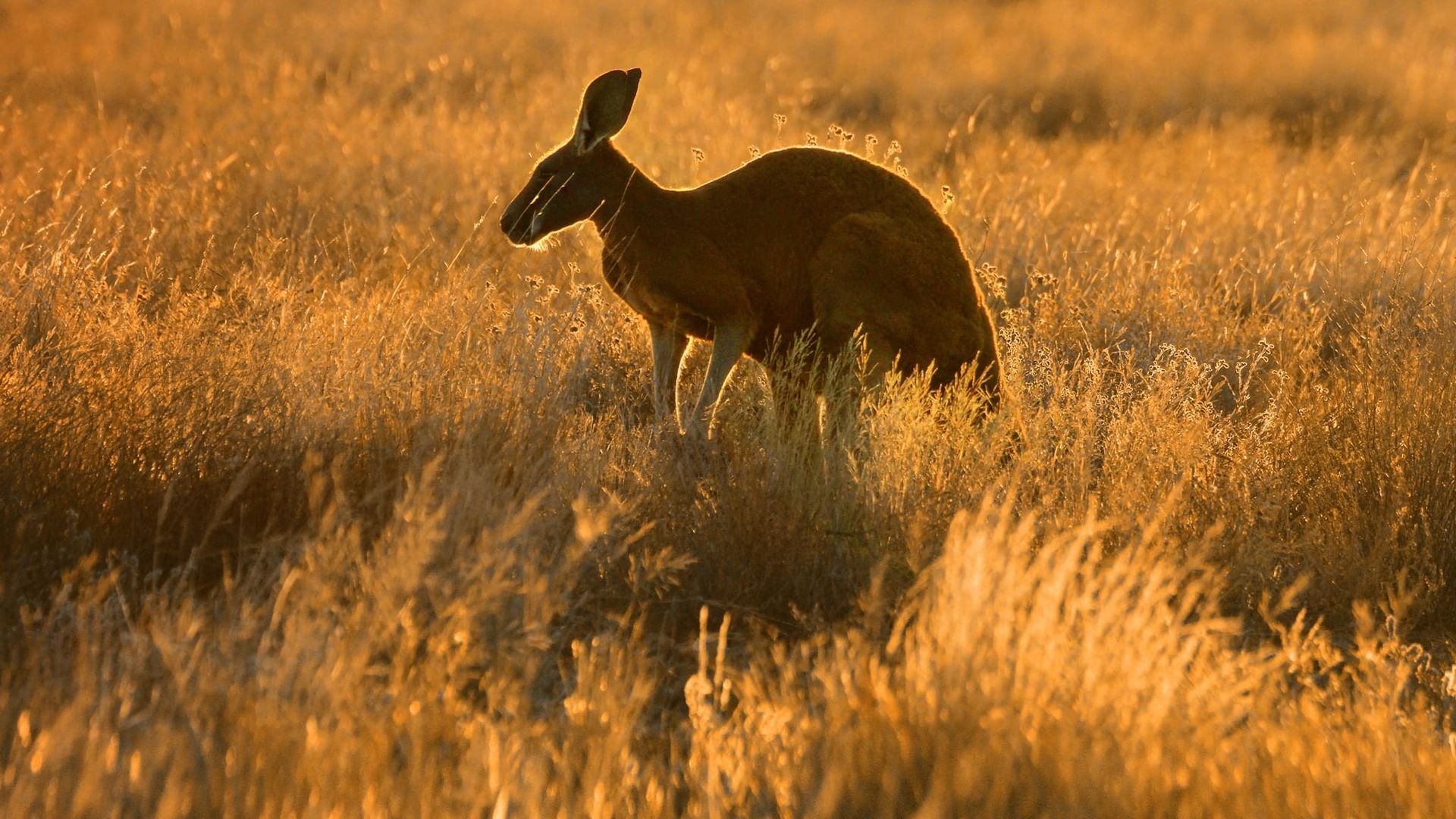 Wild Australia background
