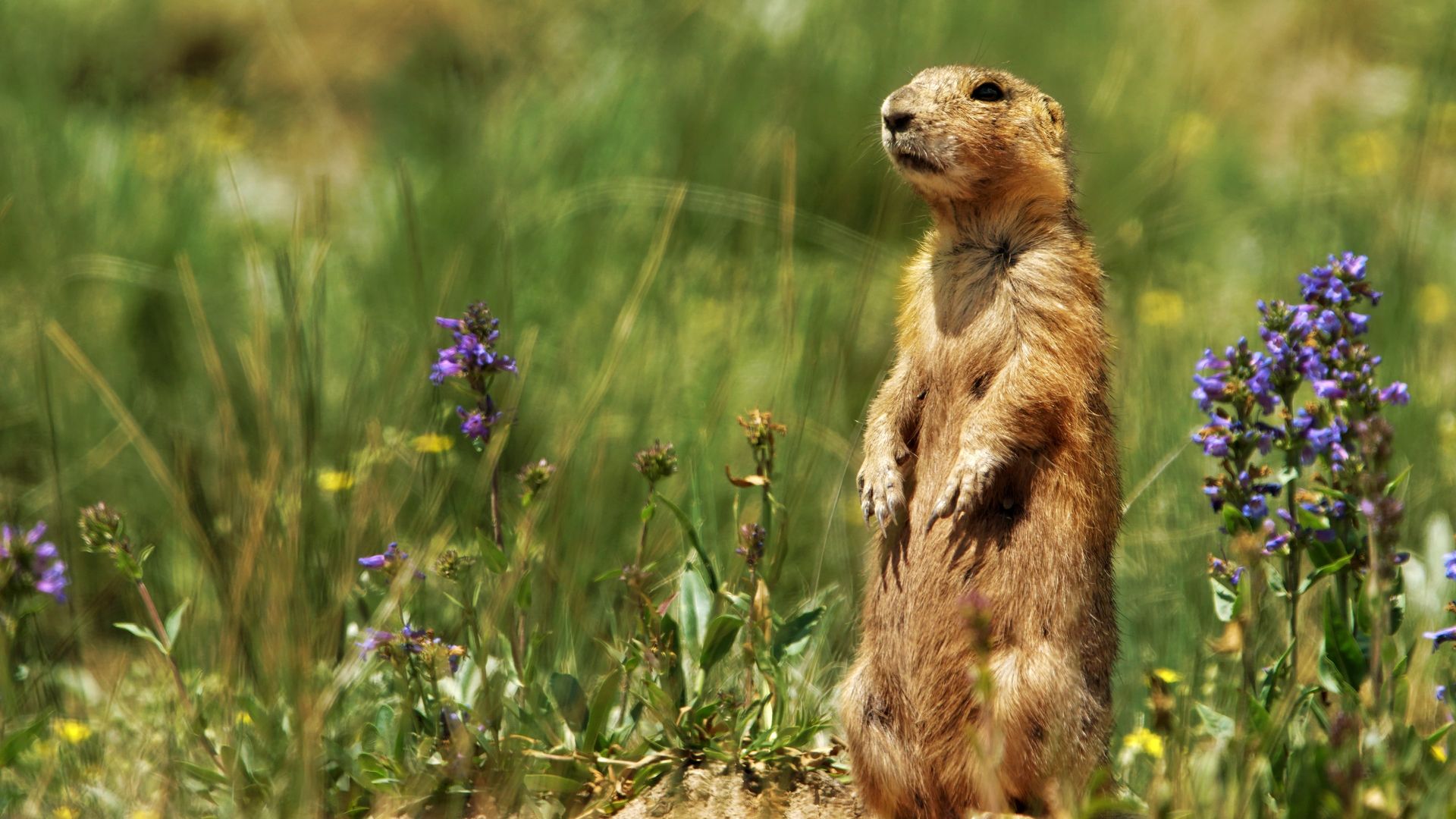 Prairie Dog Manor background