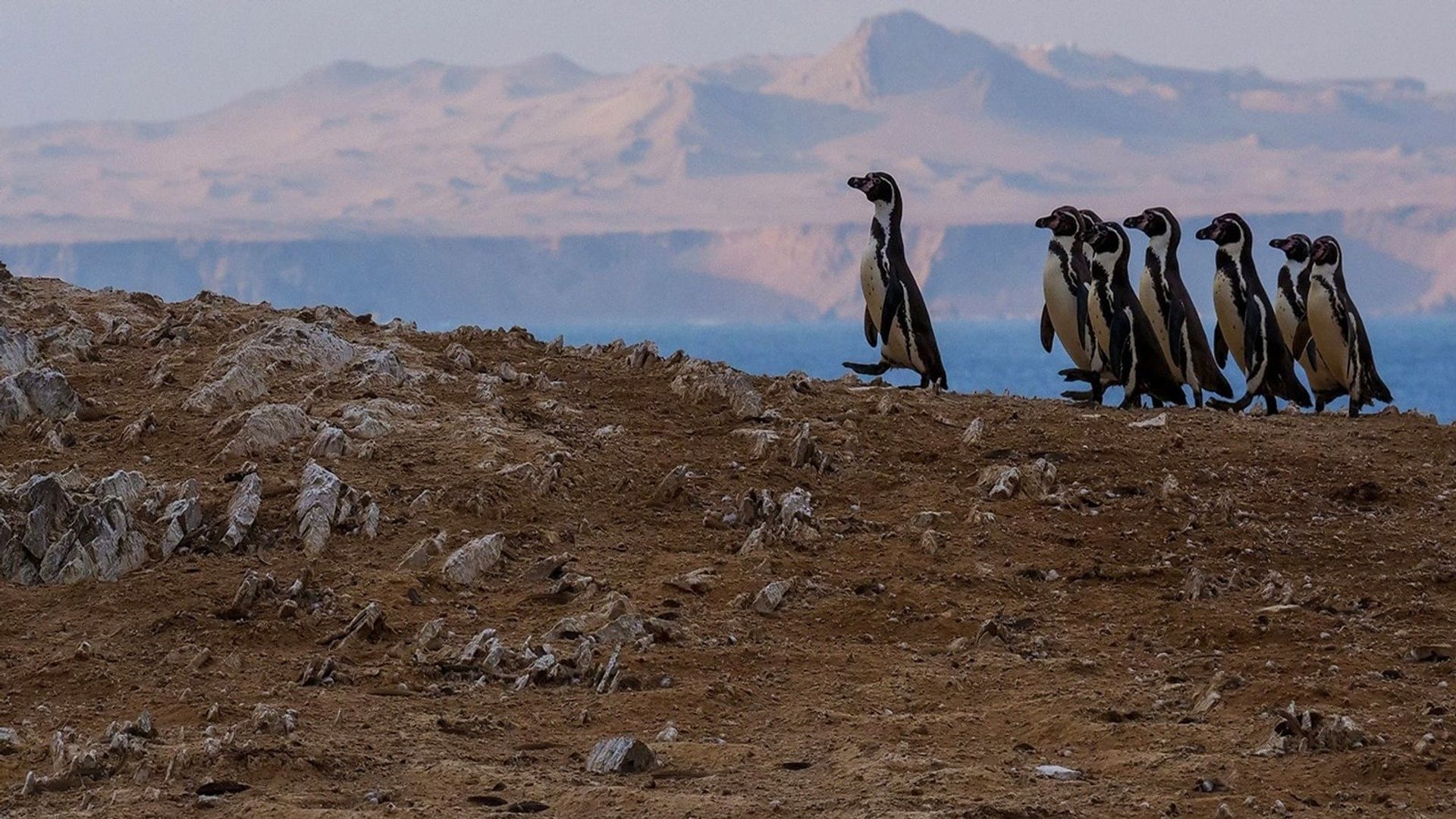 Wild Peru: Andes Battleground background