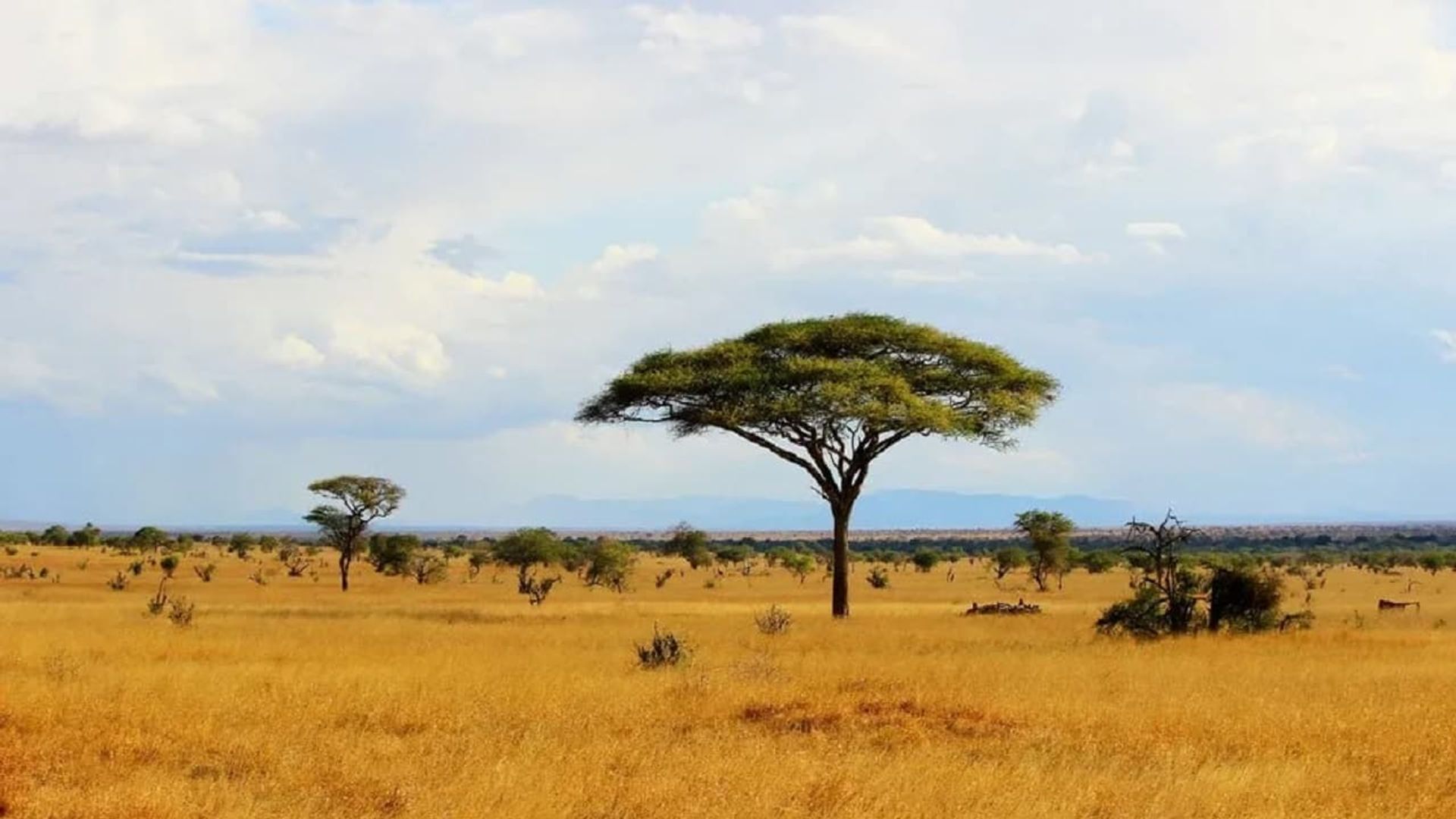 Massive Africa background