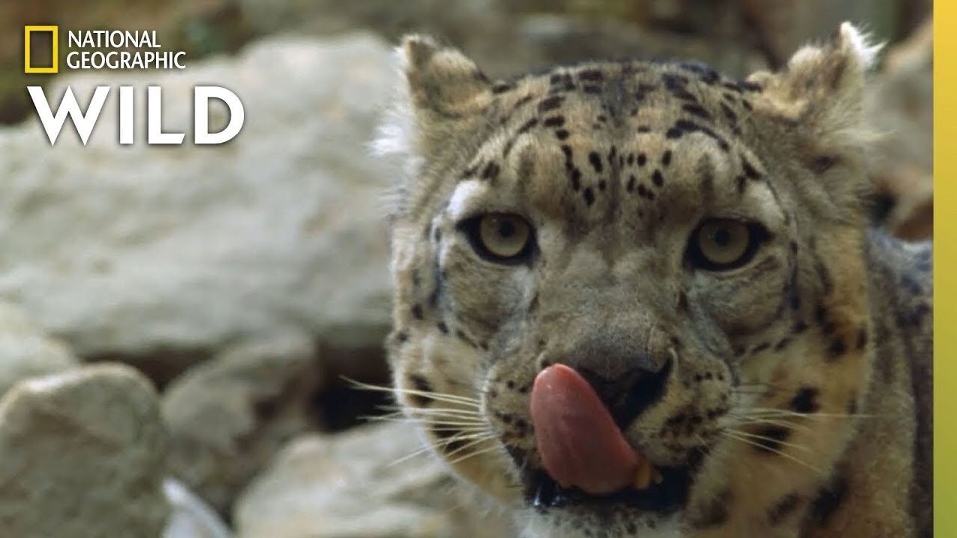 China's Wild Side background