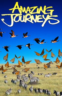 Amazing Journeys