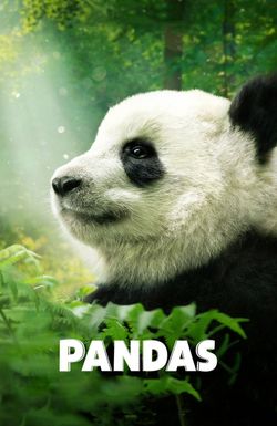 Pandas