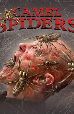 Camel Spiders