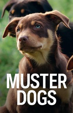 Muster Dogs