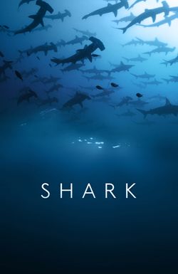 Shark