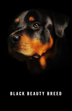 Black Beauty Breed