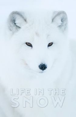 Life in the Snow