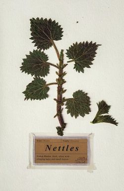 Nettles